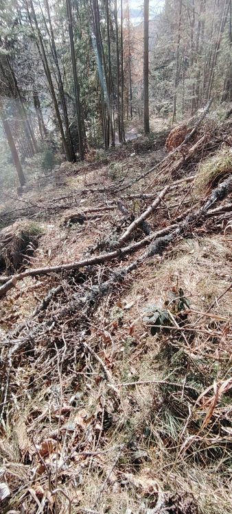...wenn die Schlägerungsarbeiten über einen Trail gehen heißt das für den meist nix Gutes!